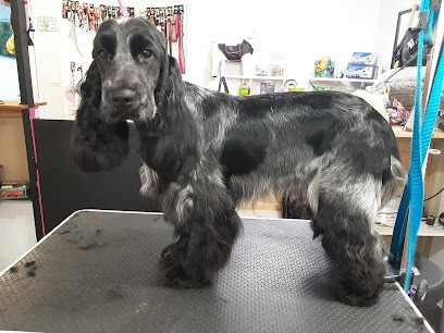 Dogs & Co, Toiletteur pour Animaux à Nivillac