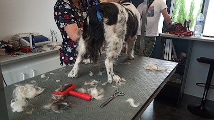 Animalchic, Toiletteur pour Animaux à Lussant