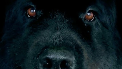 🐈 Caninou Toilettage 🐕, Toiletteur pour Animaux à Tonnay-Charente