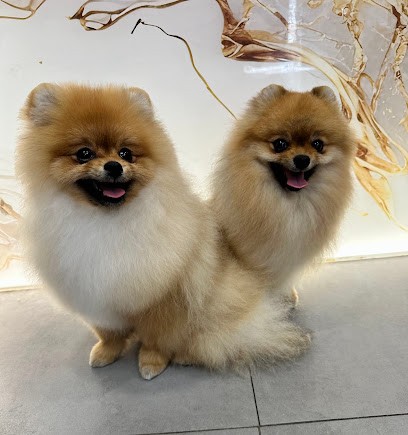 Dog's Land Toilettage Nice, Toiletteur pour Animaux à Nice