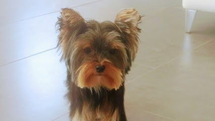 Toilettage Domicile Pluto Chic, Toiletteur pour Animaux à Saint-Raphaël