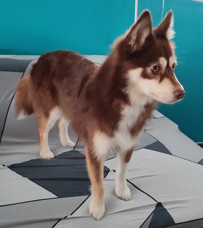 Cottet Marine, Toiletteur pour Animaux à Lannion