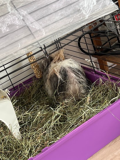 Aux Toutounet - Salon De Toilettage Villeneuve Le Roi, Toiletteur pour Animaux à Villeneuve-le-Roi