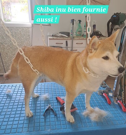 Kooky Toilettage, Toiletteur pour Animaux à Rognac