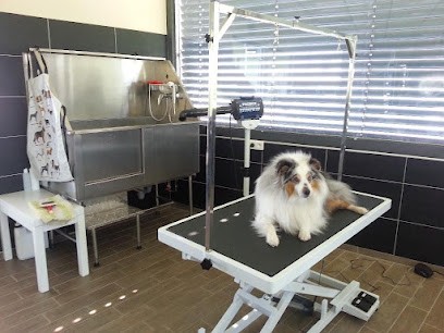 Patt' De Velours, Toiletteur pour Animaux à Horbourg-Wihr