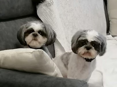 Toilettage Dog Et Cie, Toiletteur pour Animaux à Sète