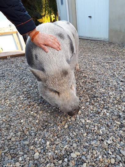 Les Petits Fauves, Toiletteur pour Animaux à Sainte-Croix-en-Plaine