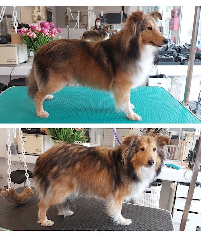 Au Petit Boudoir Canin, Toiletteur pour Animaux à Saint-Drézéry