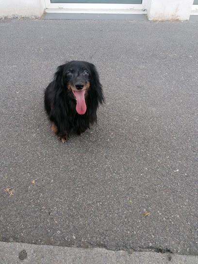 Le toiletteur, Toiletteur pour Animaux à Montauban