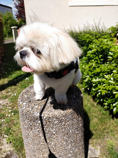 Toutou N'Cat, Toiletteur pour Animaux à Meudon