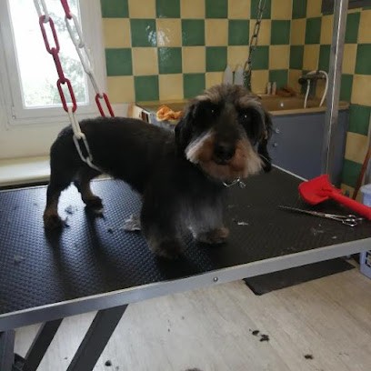 K'ouaf Toutou, Toiletteur pour Animaux à Évreux