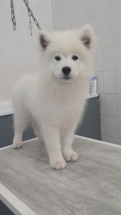Ac'tifs Canin, Toiletteur pour Animaux à Lyon 08