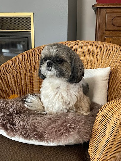 Dog Avenue, Toiletteur pour Animaux à Saint-Raphaël