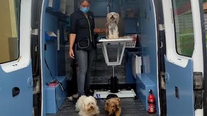 Joana toilettage, Toiletteur pour Animaux à Vézeronce-Curtin