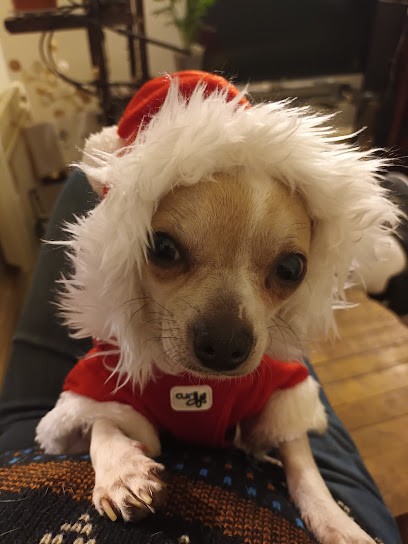 Aristochien L', Toiletteur pour Animaux à Nancy
