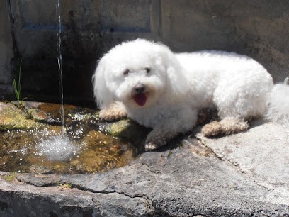 Legoff Sabrina Sabrina, Toiletteur pour Animaux à Ploufragan