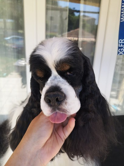 Sublime Beauty Toilettage canin félin NAC ( chien chat lapin cochon d'inde ect..), Toiletteur pour Animaux à Mazan