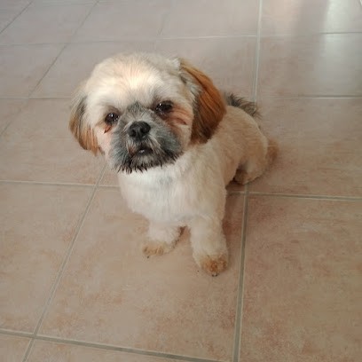 Peace & Dog, Toiletteur pour Animaux à Lézignan-Corbières