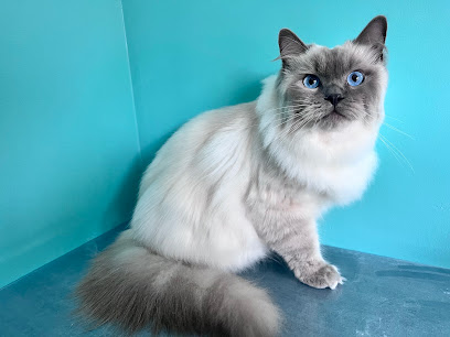 Félin Chic, Toiletteur Pour Animaux à Lynde