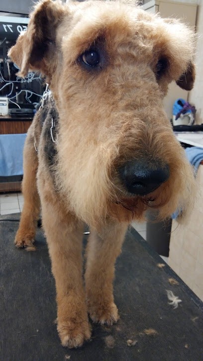 DANDY CHIEN, Toiletteur pour Animaux à Thonon-les-Bains