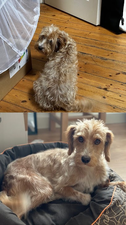 Salon de toilettage Belle Eden, Toiletteur pour Animaux à Agris