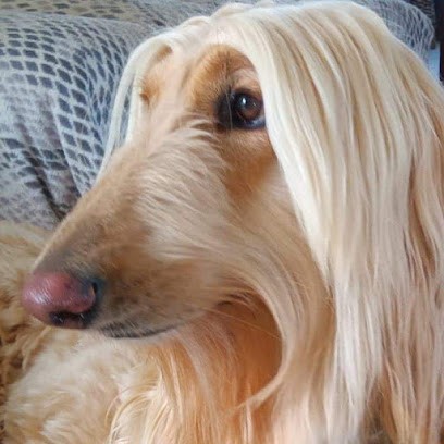 Esthe Ty Chien, Toiletteur pour Animaux à Plouay