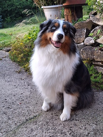 Apil Poils, Toiletteur pour Animaux à Thaon Les Vosges