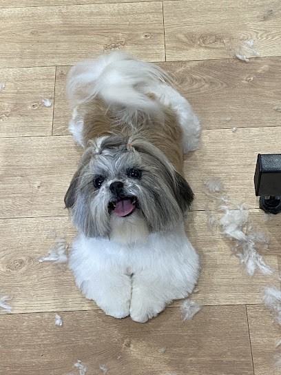 L'Atelier Toilettage, Toiletteur pour Animaux à Montville