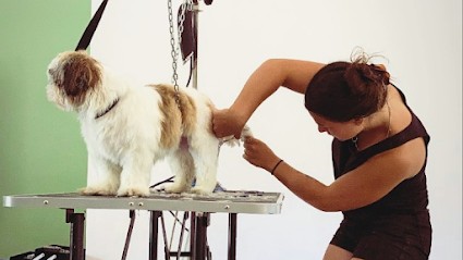 Patt’attitude, Toiletteur pour Animaux à Lorgues