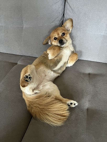 Esthéti'Chiens, Toiletteur pour Animaux à Remiremont