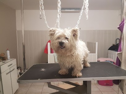 Kwaf Dog Toilettage Canin, Toiletteur pour Animaux à Thiverny
