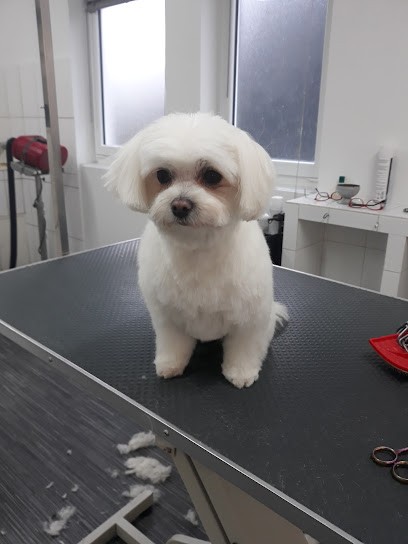 Animal Beauté, Toiletteur pour Animaux à Malemort