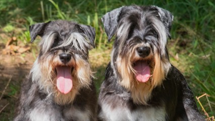 Pat' A Pluch, Toiletteur pour Animaux à Pagney