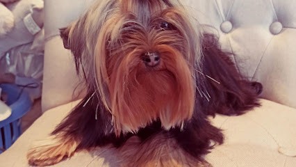 Le Salon Des Stars, Toiletteur pour Animaux à Vaison-la-Romaine