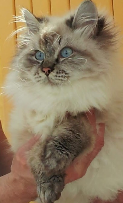 Prc SARL Salon De Toilettage Atout Poil, Toiletteur pour Animaux à Saint-Étienne-du-Rouvray