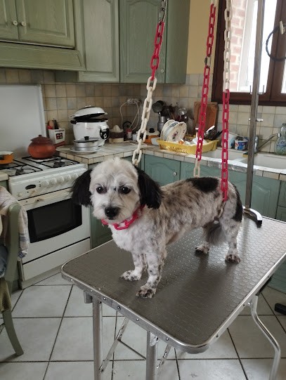 Carole Toilettage à Domicile, Toiletteur pour Animaux à Masnières