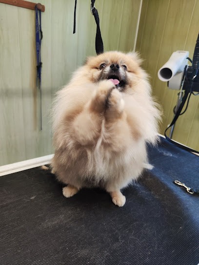 Pat A Plouf, Toiletteur pour Animaux à Juillan