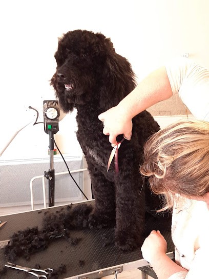 A l'eau toutou, Toiletteur pour Animaux à Louargat