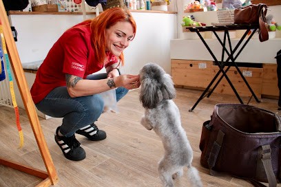 OSCAR OSCAR LAMBERSART, Toilettage, Bains Et P’tits Bonheurs Pour Chiens & Chats., Toiletteur pour Animaux à Lambersart