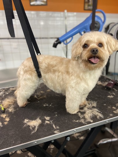 Toutoulib - Salon De Toilettage Louvres, Toiletteur pour Animaux à Louvres