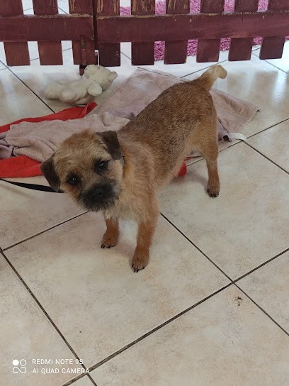 O Caprice Du Chien, Toiletteur pour Animaux à Mouy