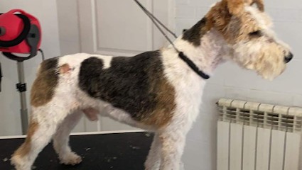 Toilettage Peluche, Toiletteur pour Animaux à Juvignac