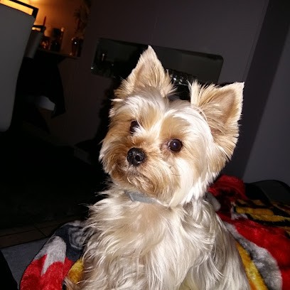 Salon De Toilettage, Toiletteur pour Animaux à Saint-Parres-aux-Tertres