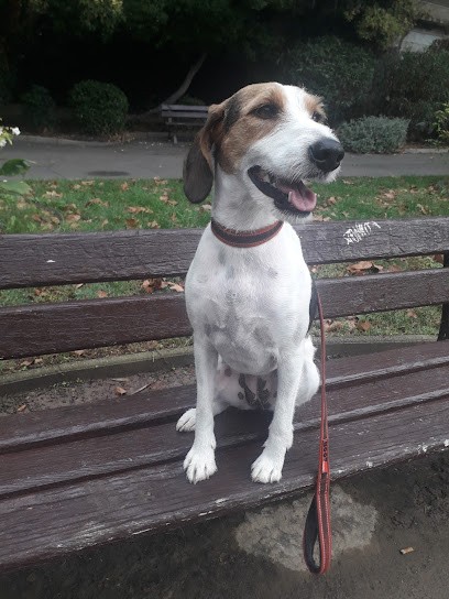 Super Toutou, Toiletteur pour Animaux à Pézenas