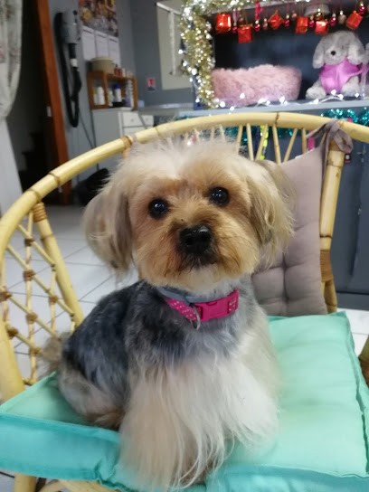 Saint Mars Des Puces, Toiletteur pour Animaux à Saint-Mars-d'Égrenne