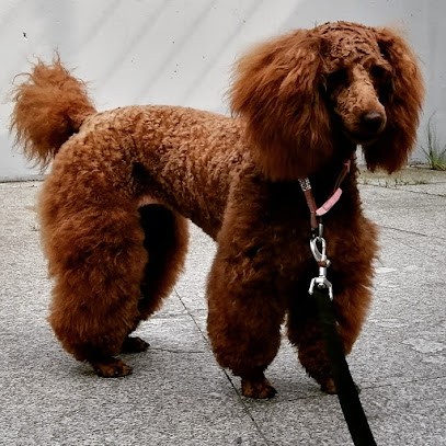 Dufrenoy Claude, Toiletteur pour Animaux à Saint-Ouen-l'Aumône