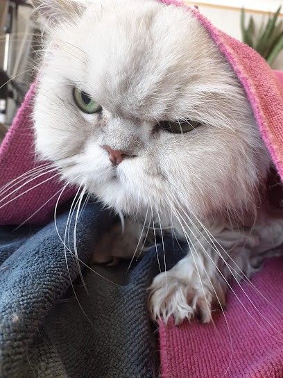 Toutou Chat Tout, Toiletteur pour Animaux à Marcoussis