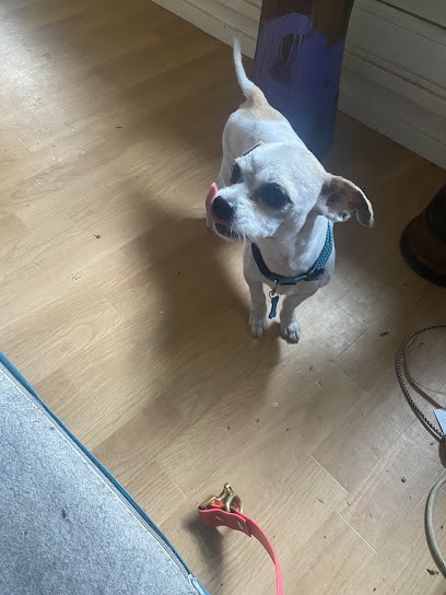 Votre chien et moi, Toiletteur pour Animaux à Romainville