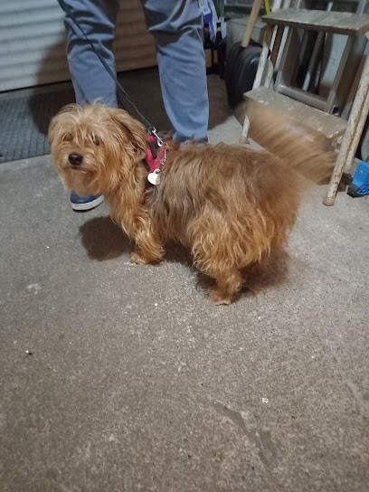 Alizé Toilettage Chiens Et Chats, Toiletteur pour Animaux à Loos