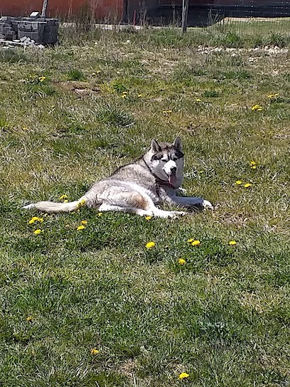 Estheti Chien, Toiletteur pour Animaux à Saint-Chély-d'Apcher